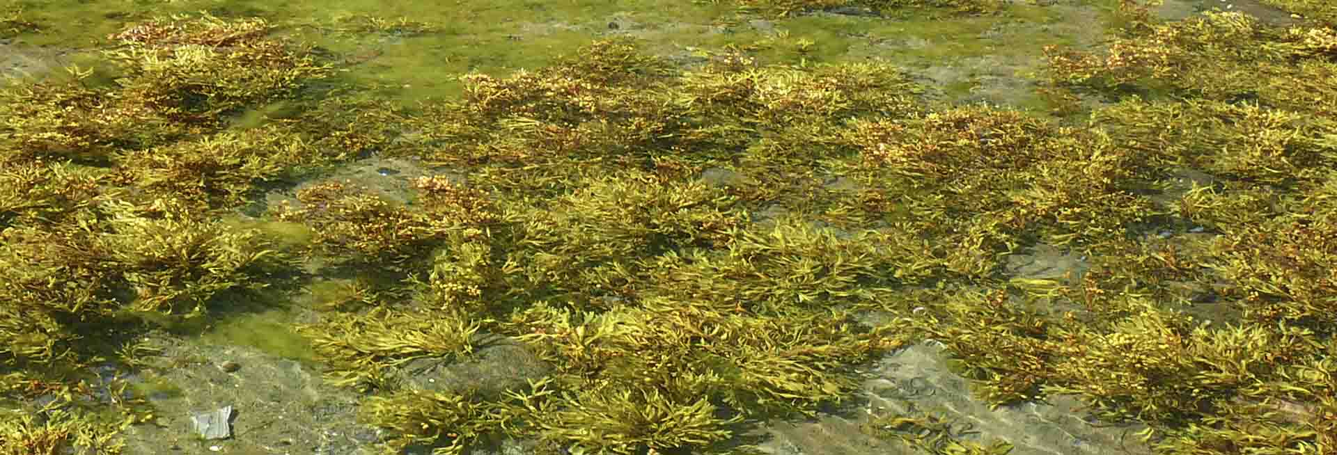 Рис. Морские водоросли содержат фукоидан и альгинат